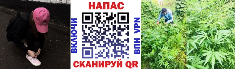 Шишки марихуана марихуана  хочу наркоту  Строитель 